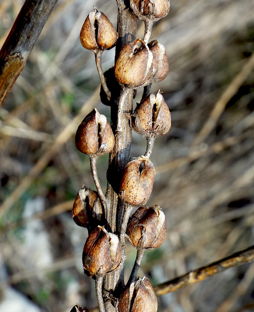 Image of Verbascum spectabile specimen.