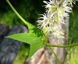 Echinocystis lobata. Фрагмент побега с соцветием и листом. Пензенская обл., Каменский р-н, окр. с. Владыкино, пойма р. Малый Атмис, заросли кустарников. 10 августа 2016 г.