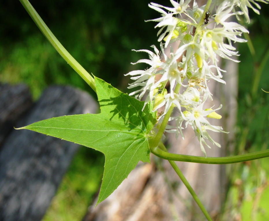 Изображение особи Echinocystis lobata.