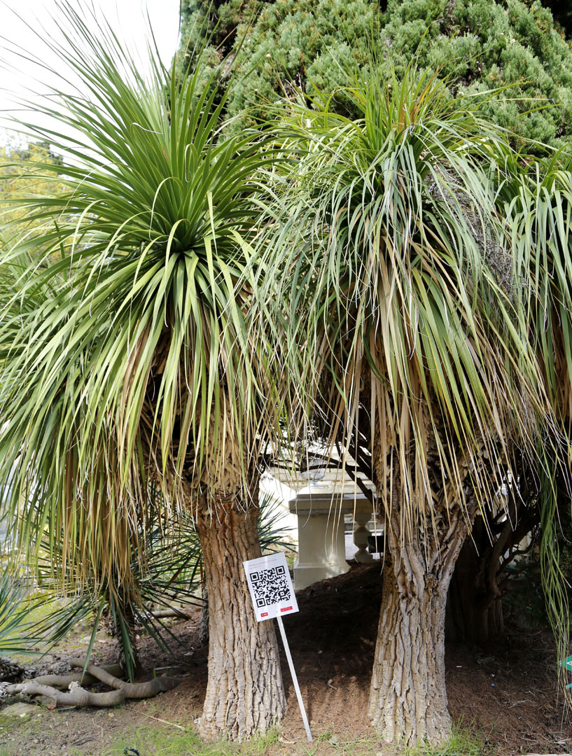 Image of Nolina longifolia specimen.