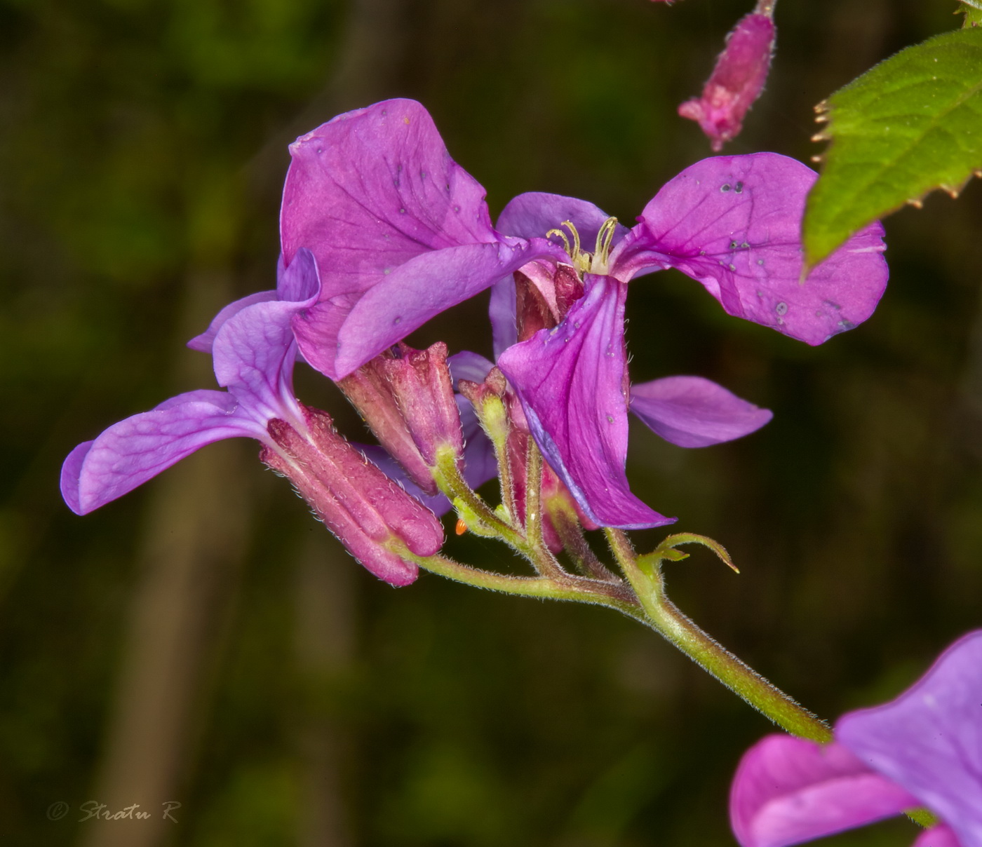 Image of Lunaria annua specimen.