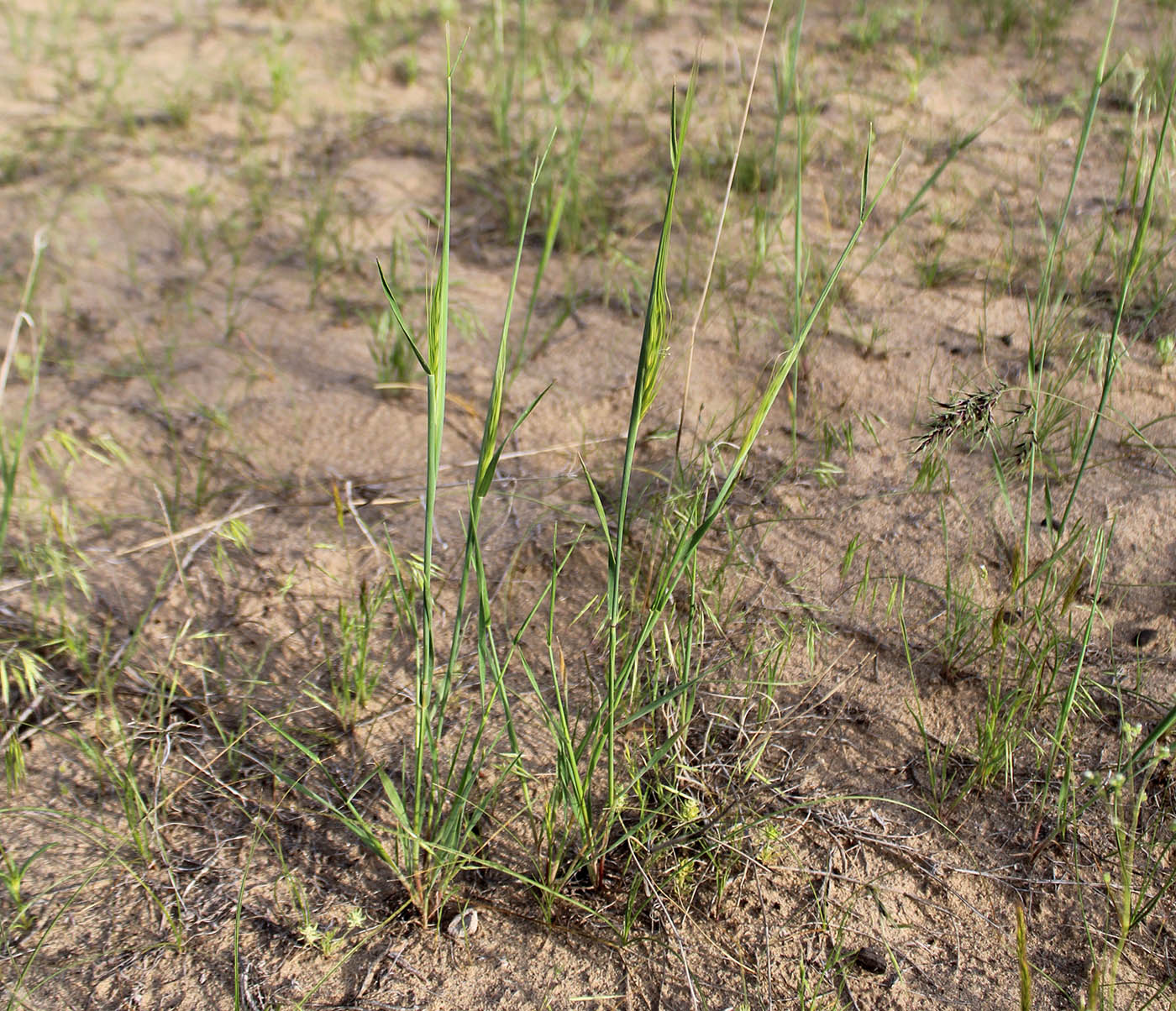 Изображение особи Taeniatherum crinitum.