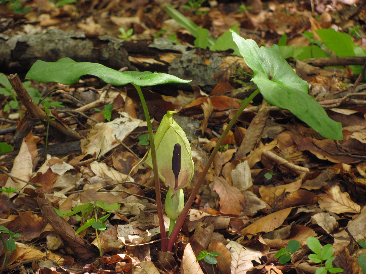 Image of Arum orientale specimen.