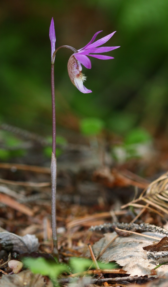 Изображение особи Calypso bulbosa.