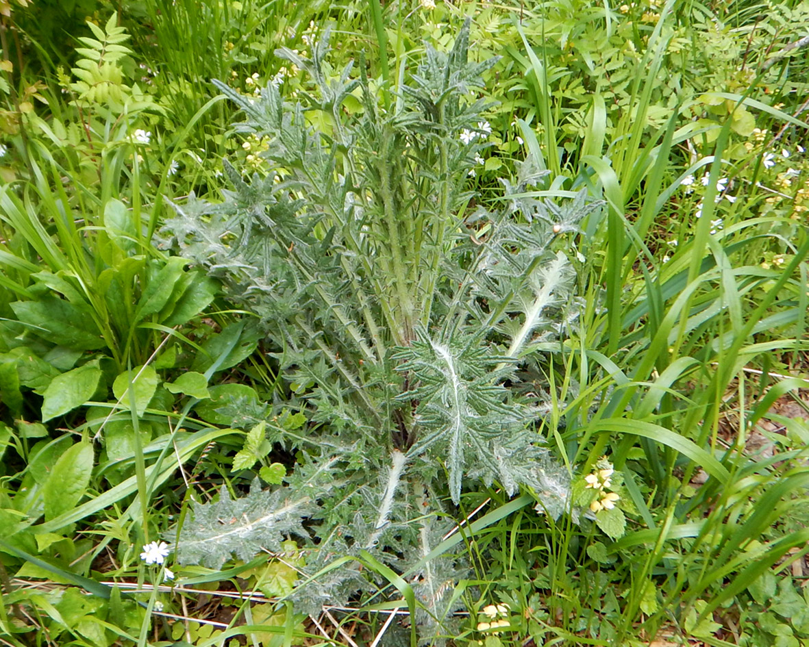 Image of Cirsium palustre specimen.