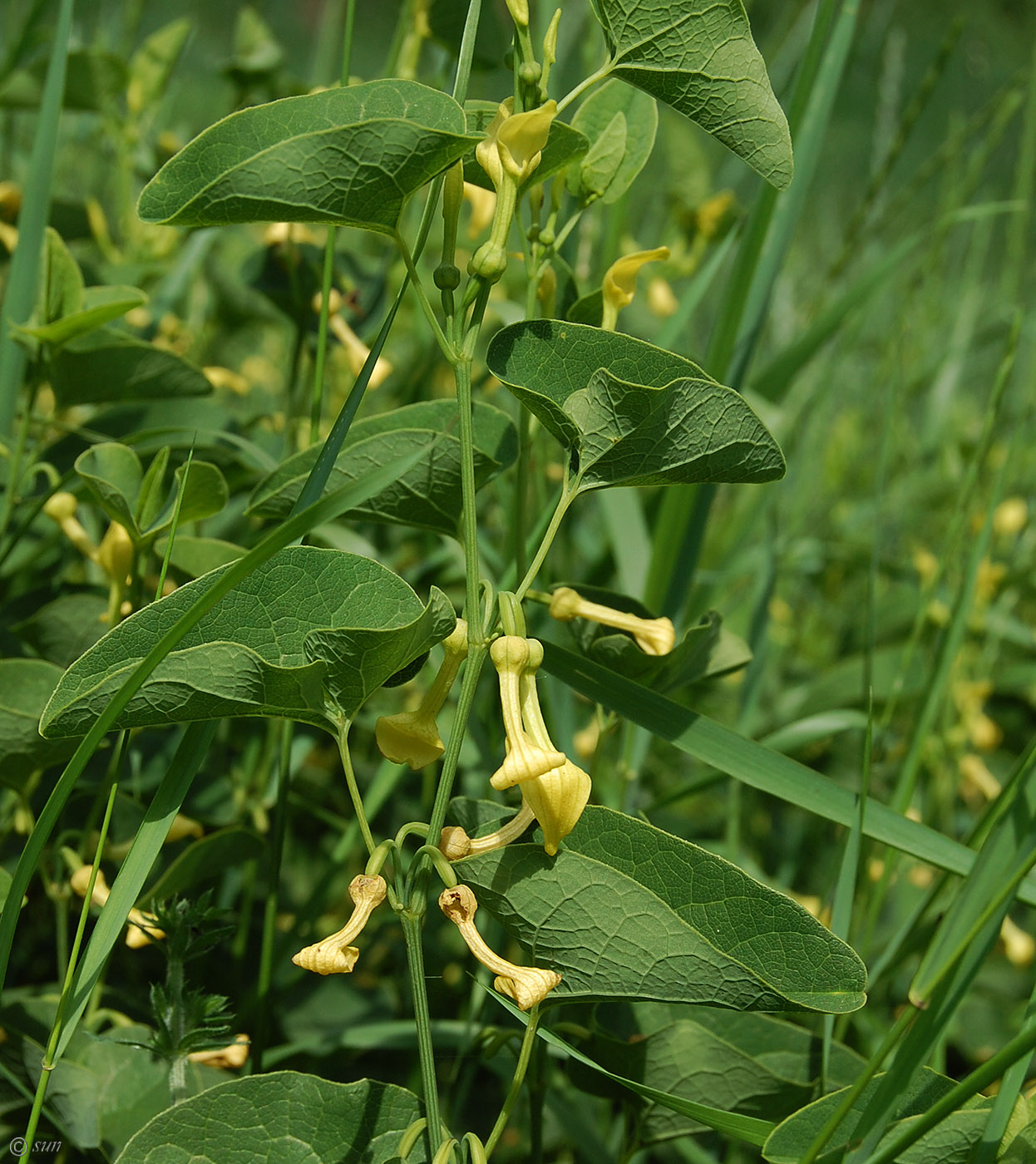 Image of Aristolochia clematitis specimen.