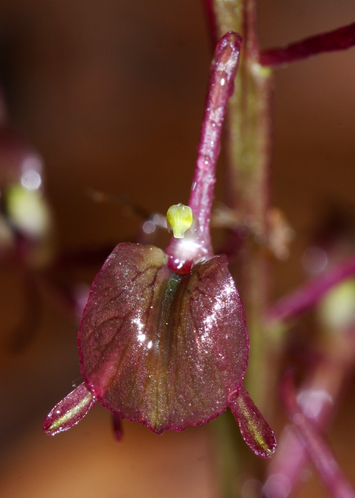 Image of Liparis makinoana specimen.