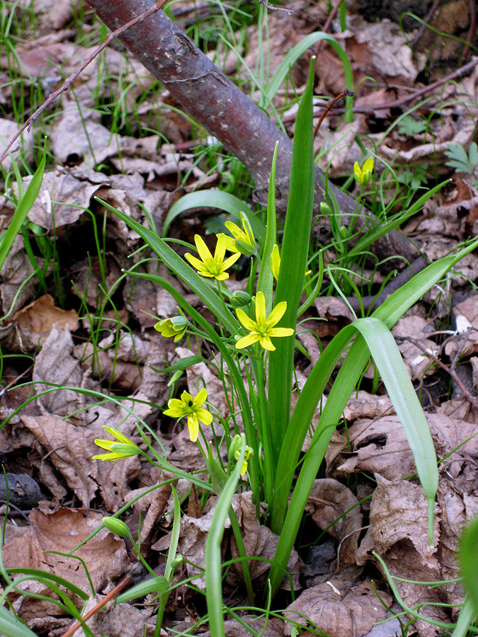 Изображение особи Gagea lutea.