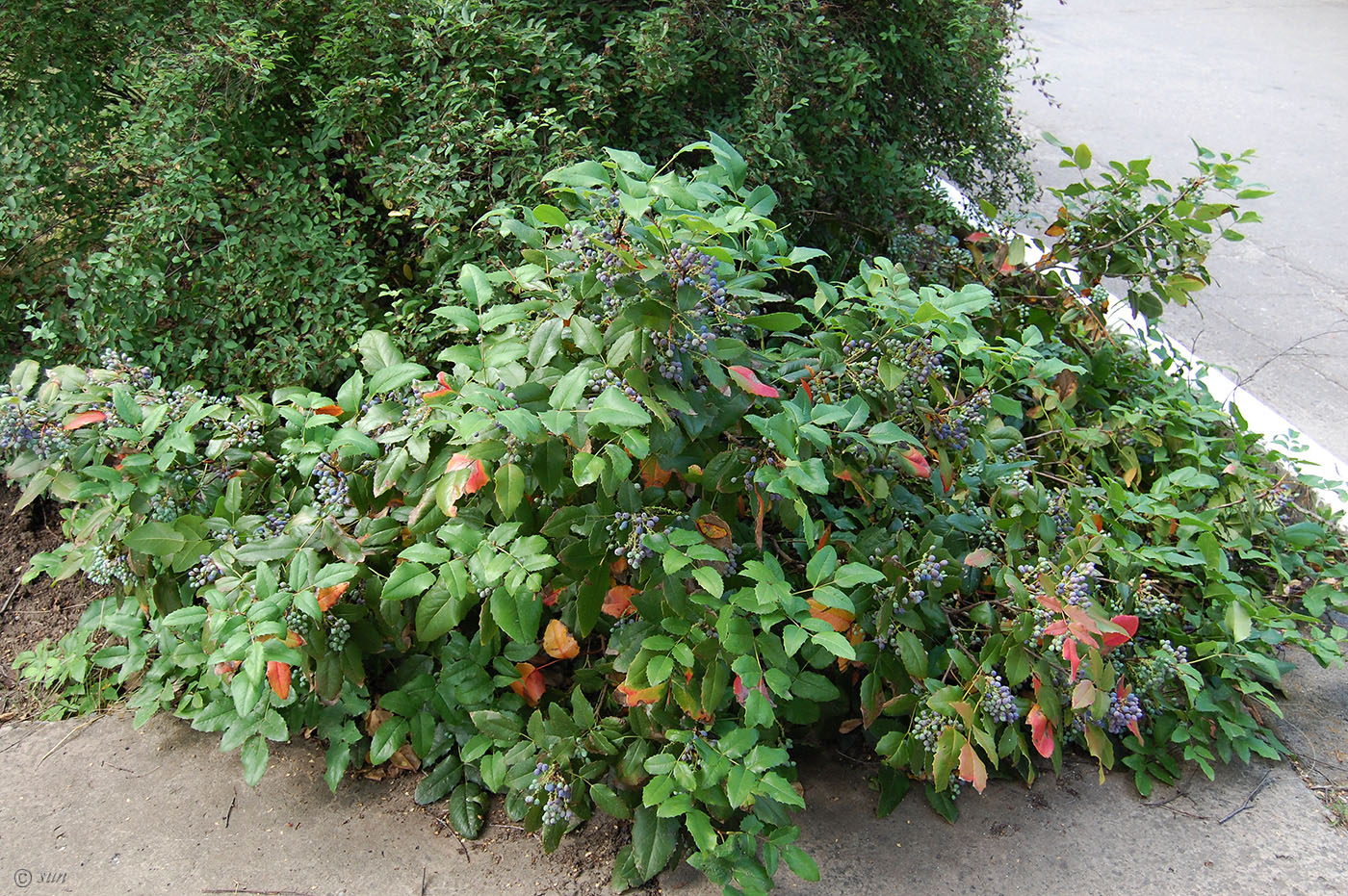 Изображение особи Mahonia aquifolium.