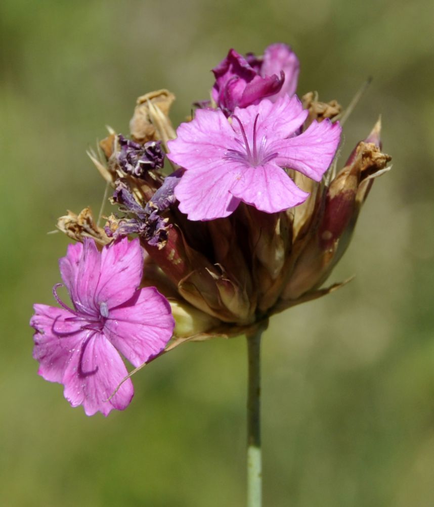 Image of Dianthus giganteus specimen.