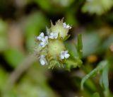 Valerianella coronata