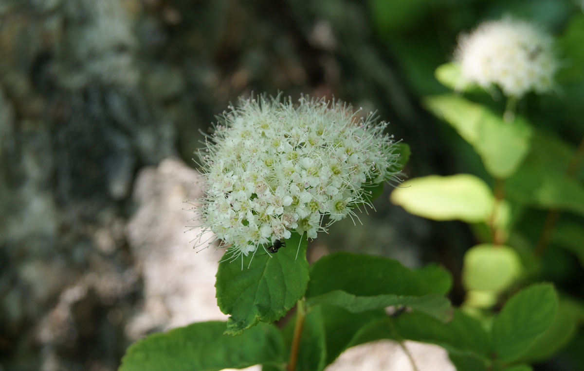 Image of Spiraea beauverdiana specimen.