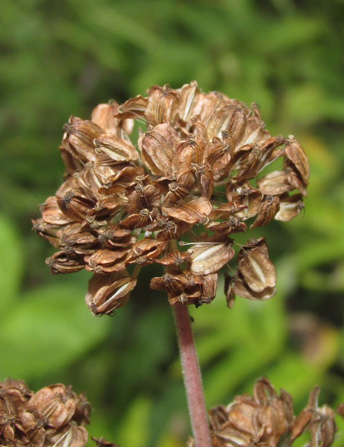 Image of Angelica sylvestris specimen.