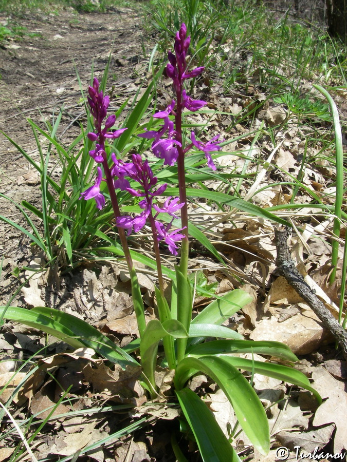 Изображение особи Orchis mascula.