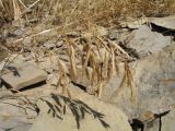 Bromus oxyodon