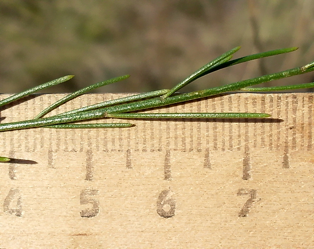 Image of Asparagus officinalis specimen.