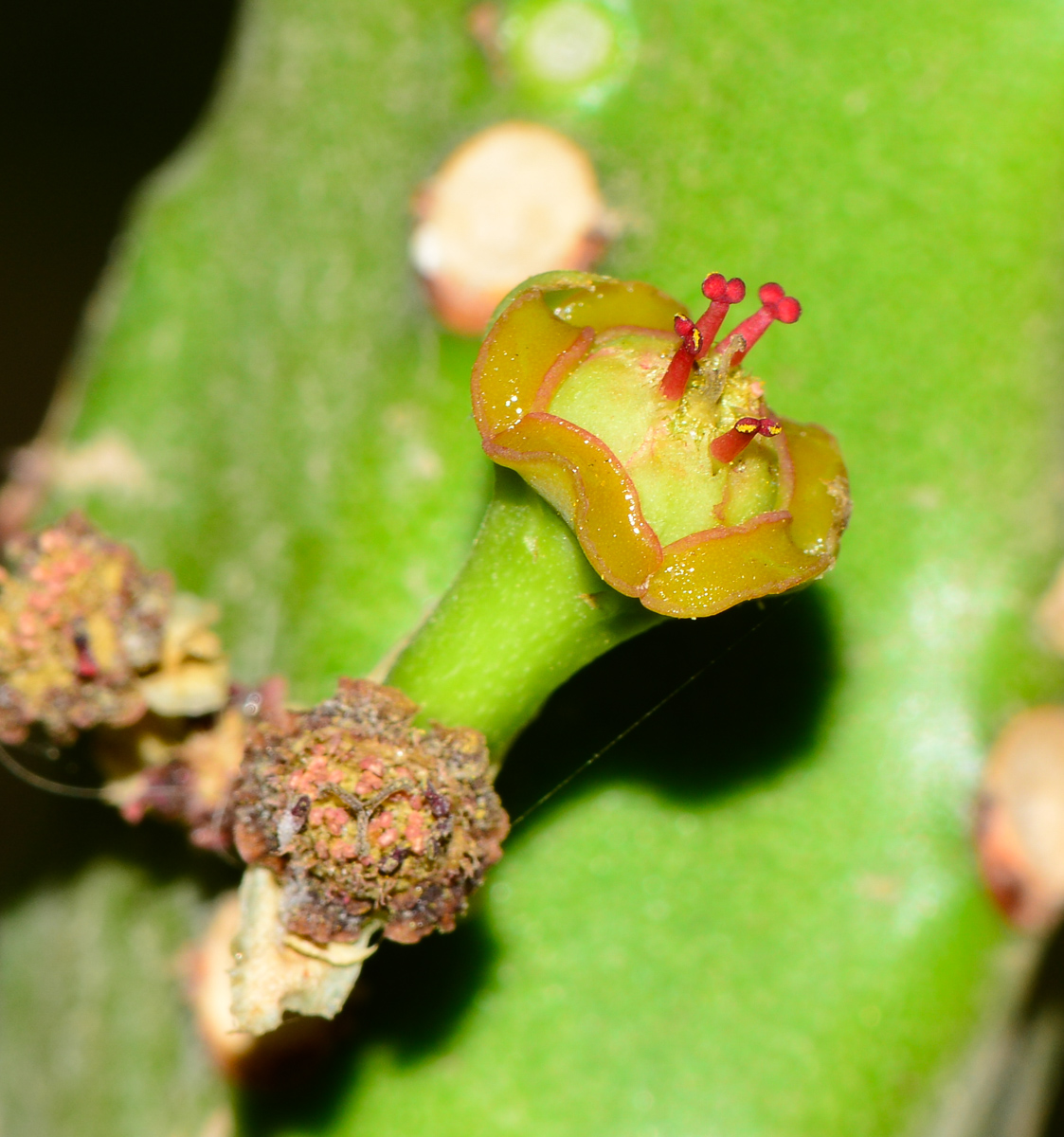 Image of Euphorbia neriifolia specimen.