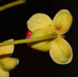 Cassia brewsteri