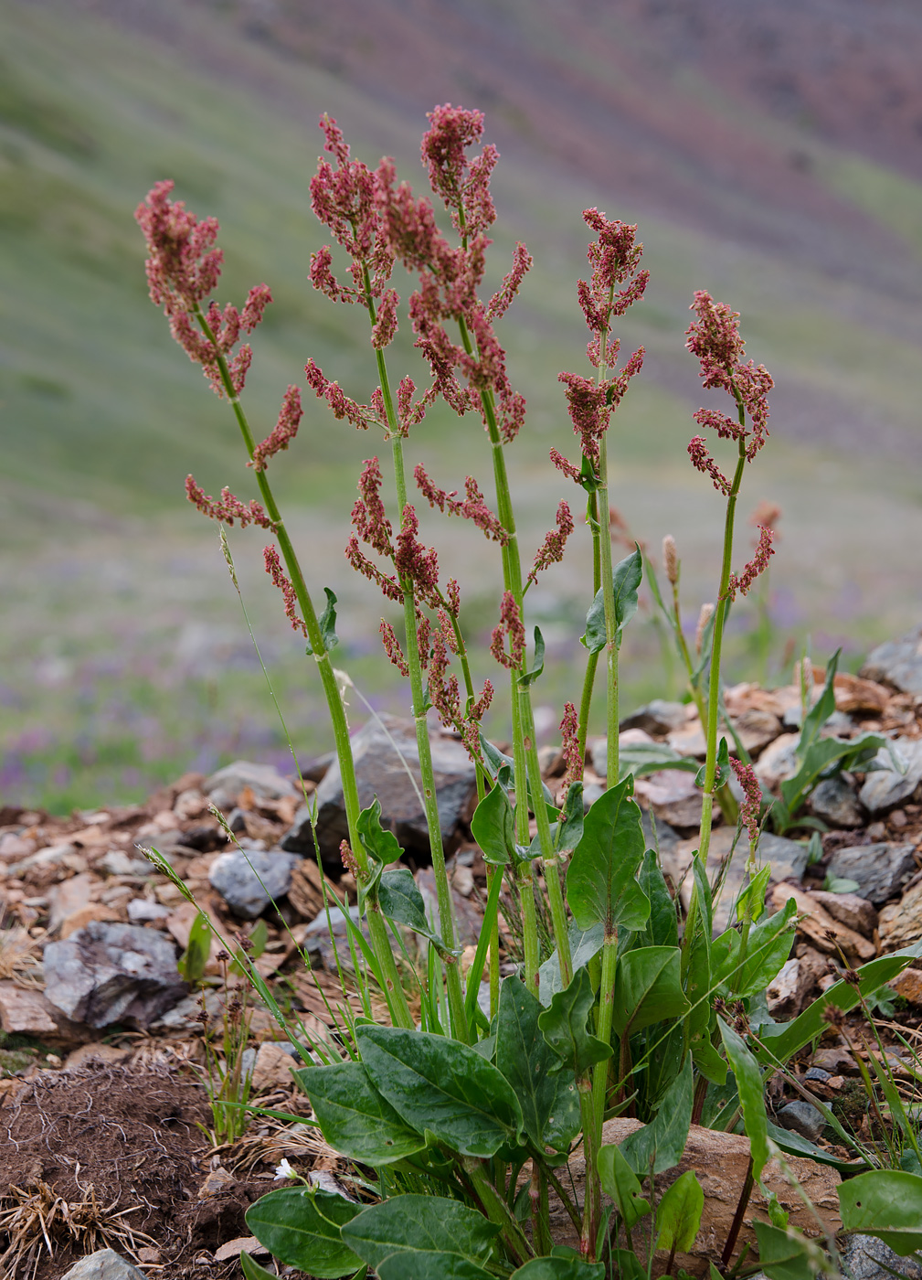 Изображение особи Rumex arifolius.