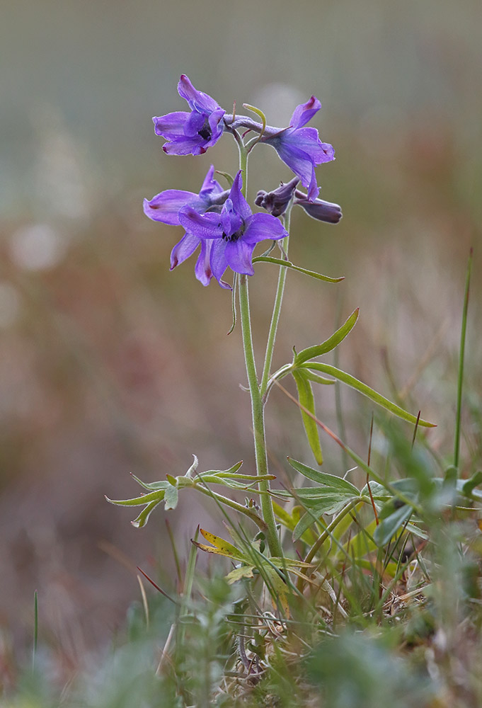 Image of Delphinium chamissonis specimen.