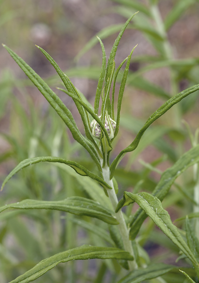 Image of Anaphalis margaritacea specimen.