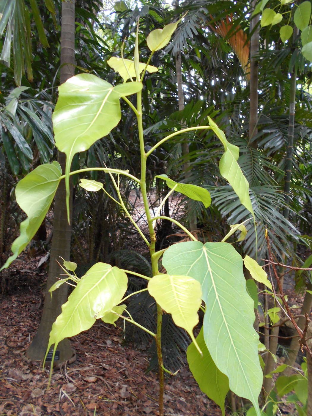 Изображение особи Ficus religiosa.