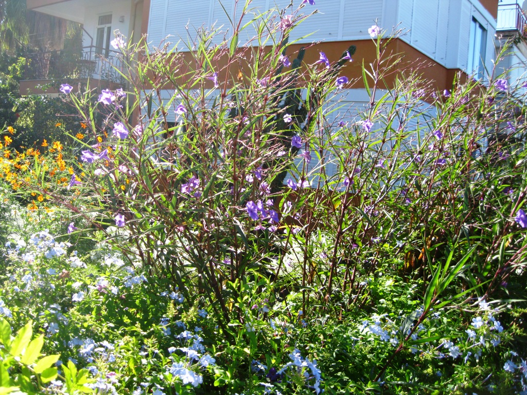 Изображение особи Ruellia simplex.