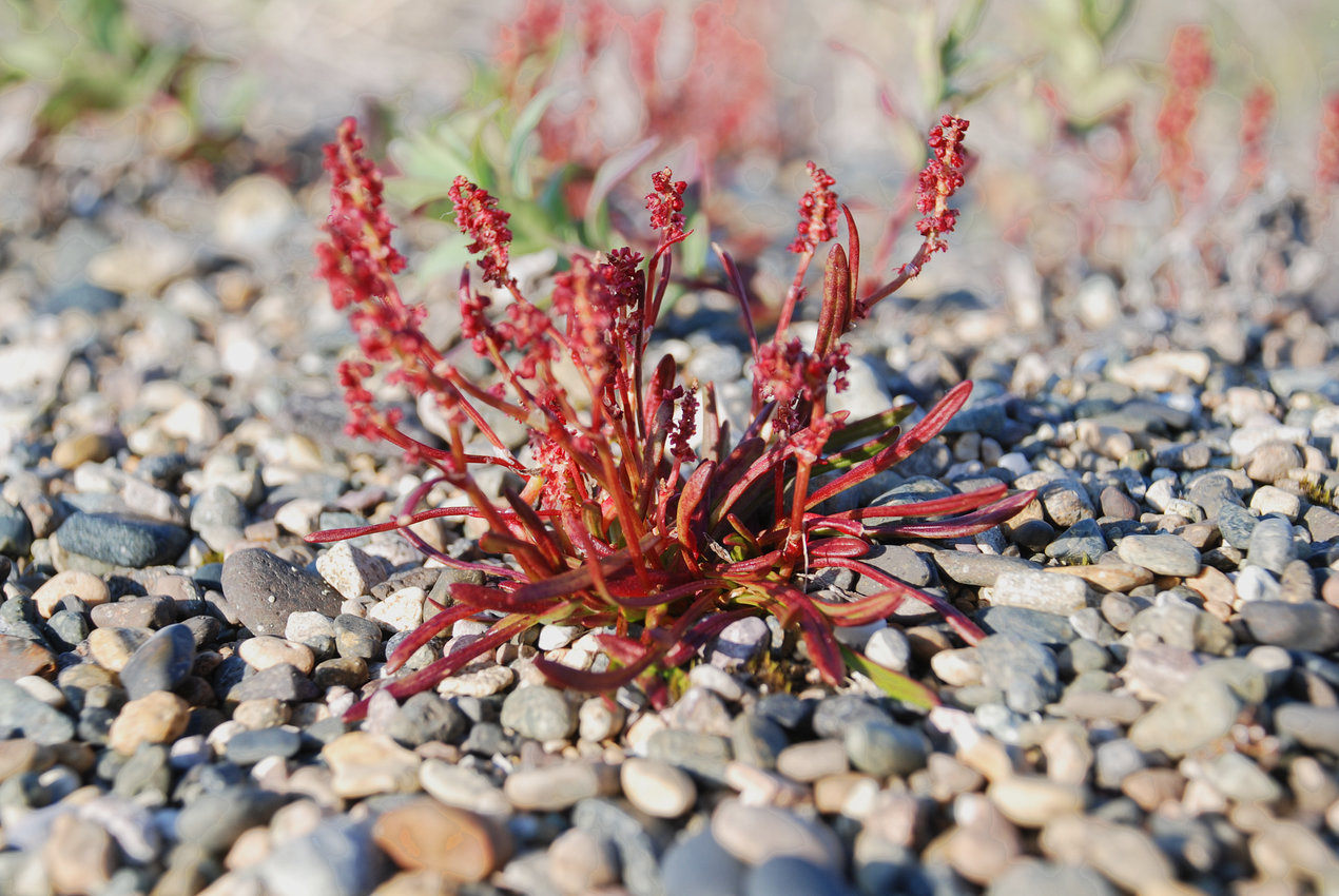 Изображение особи Rumex beringensis.