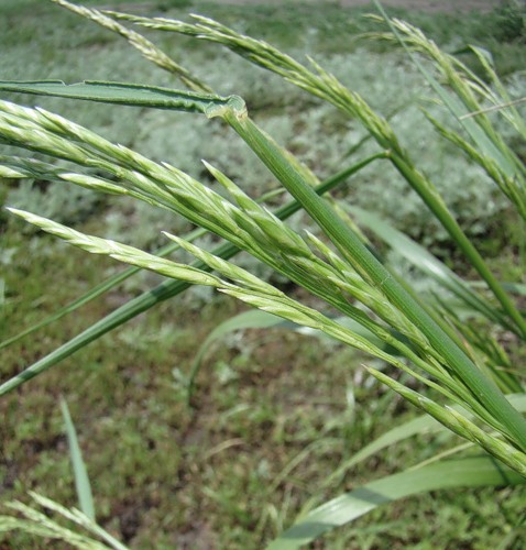 Image of Festuca regeliana specimen.