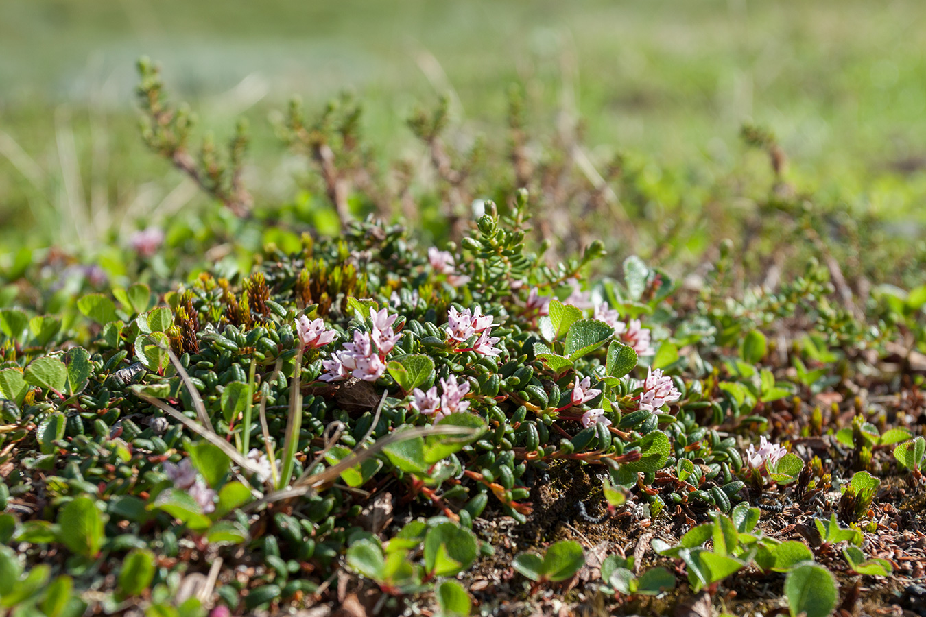 Изображение особи Loiseleuria procumbens.