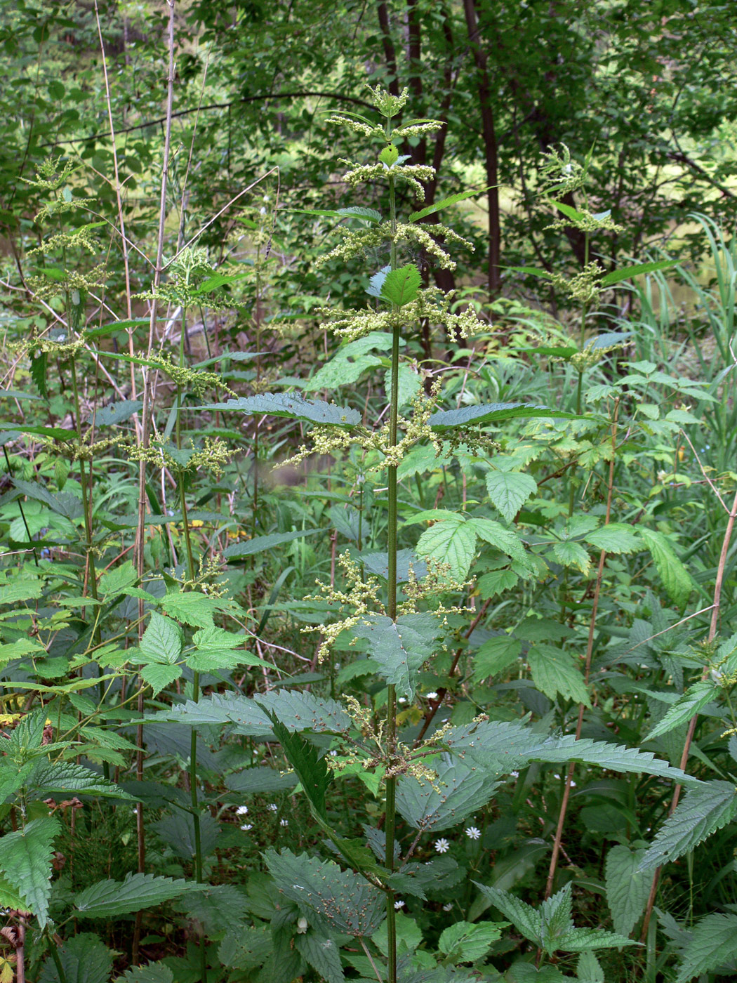 Изображение особи Urtica dioica.