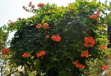 Campsis radicans. Цветущее растение. Абхазия, Гудаутский р-н, Новый Афон, в культуре. 18.07.2017.