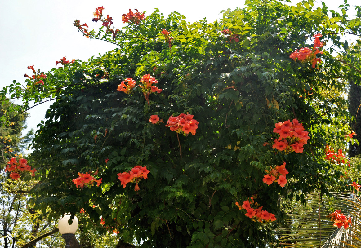 Image of Campsis radicans specimen.