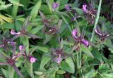 Pedicularis resupinata