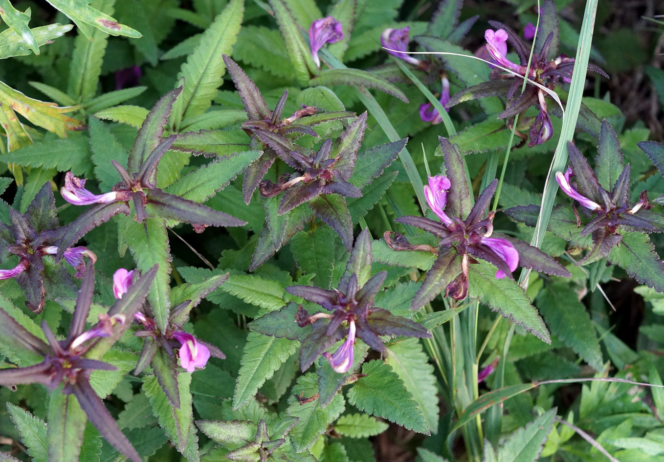 Image of Pedicularis resupinata specimen.