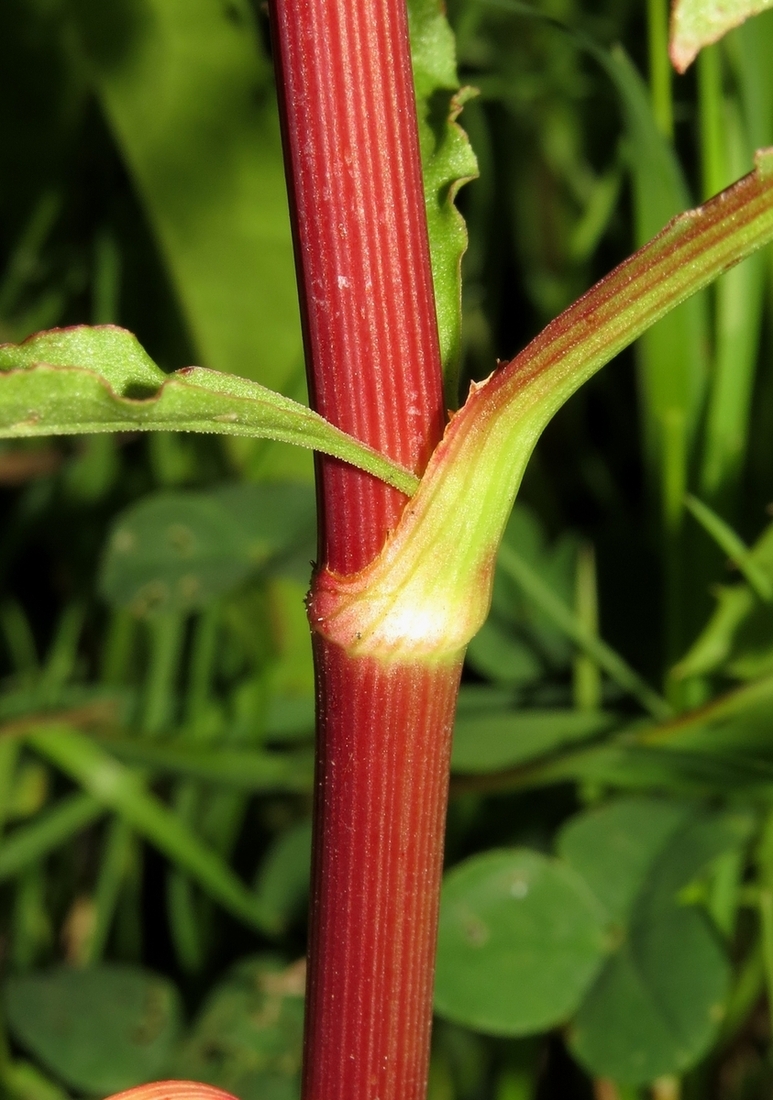 Image of Rumex pseudonatronatus specimen.