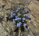 Myosotis alpestris. Цветущее растение. Кабардино-Балкария, Эльбрусский р-н, восточный склон горы Чегет, ≈ 3000 м н.у.м. 08.07.2009.