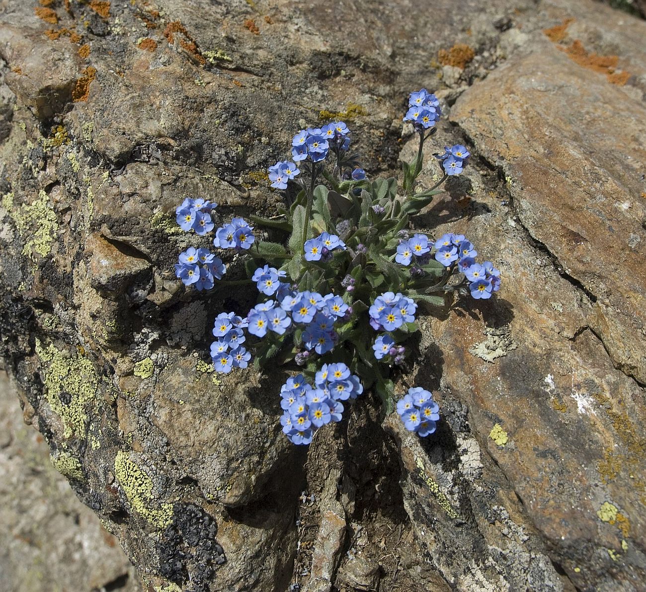 Изображение особи Myosotis alpestris.