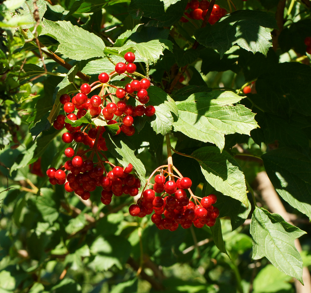 Image of Viburnum opulus specimen.