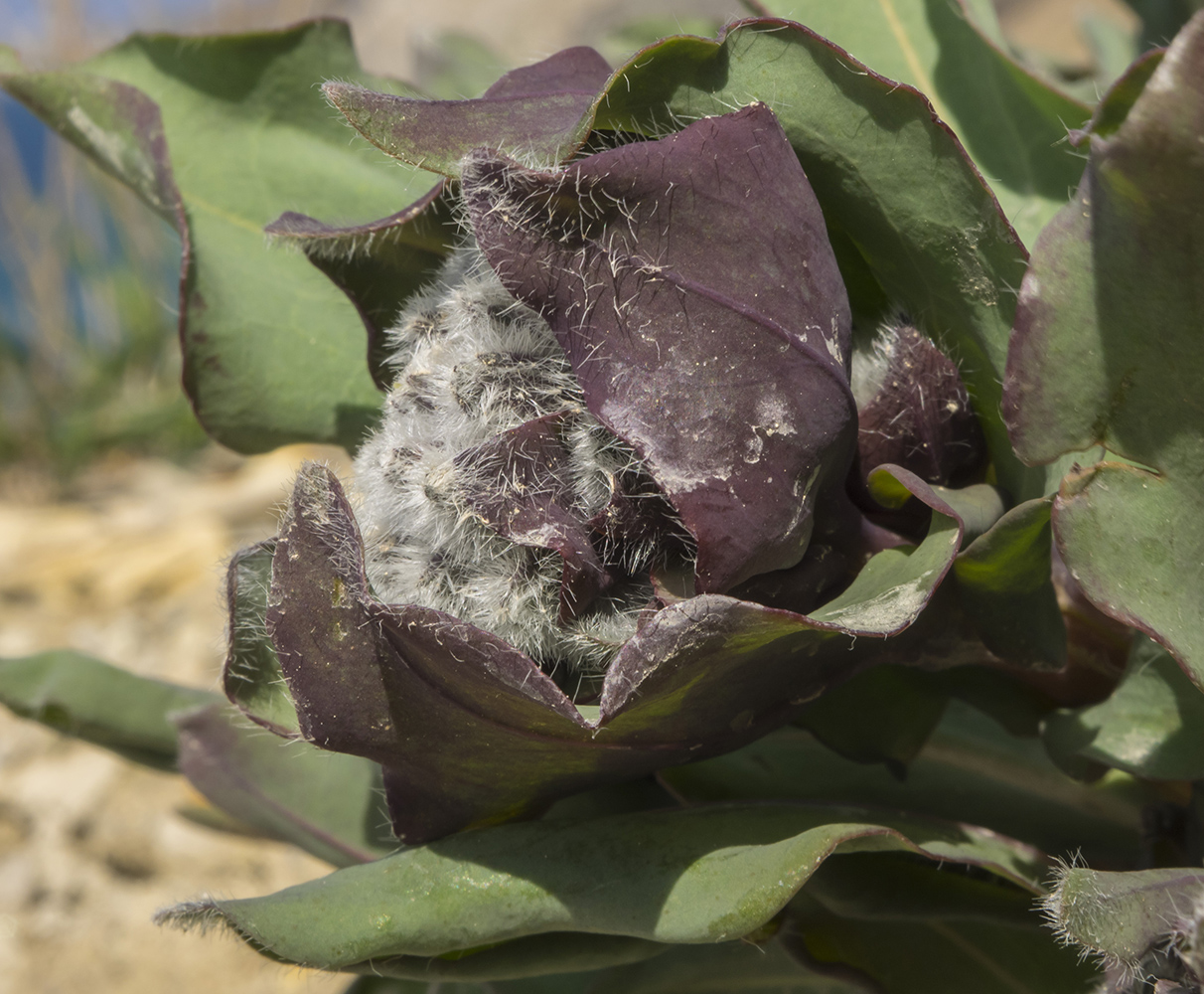 Image of Rindera tetraspis specimen.