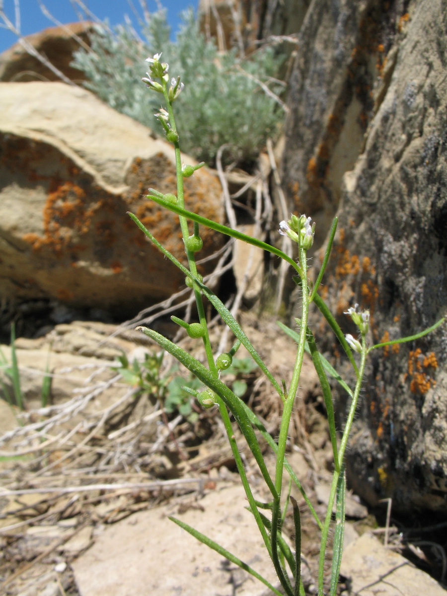 Изображение особи Litwinowia tenuissima.