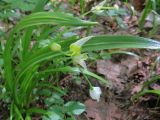 Allium paradoxum