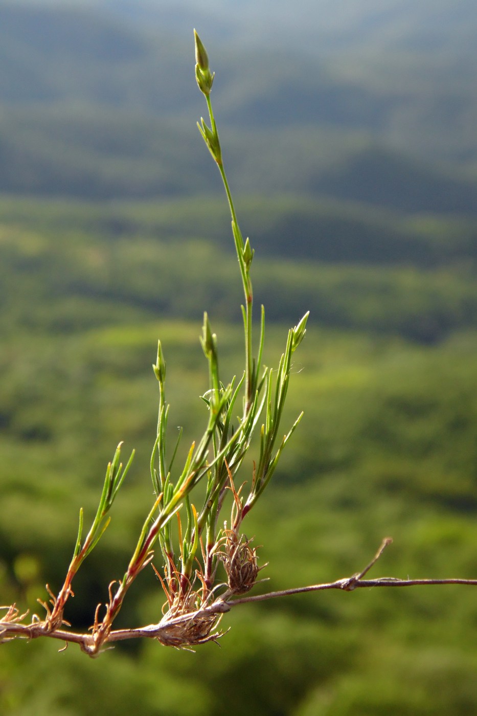 Image of Minuartia buschiana specimen.