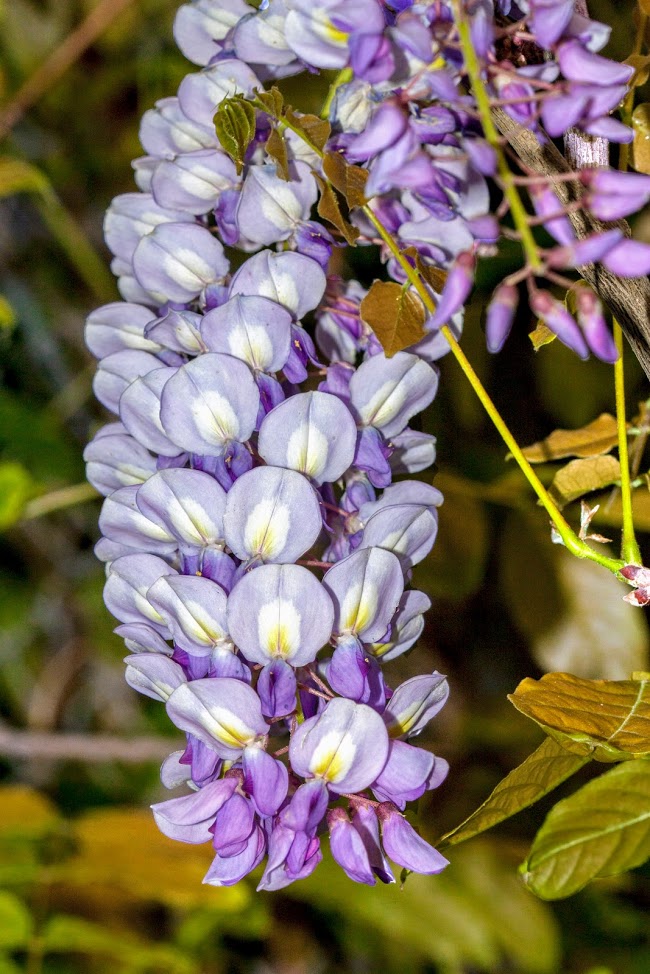 Изображение особи Wisteria sinensis.