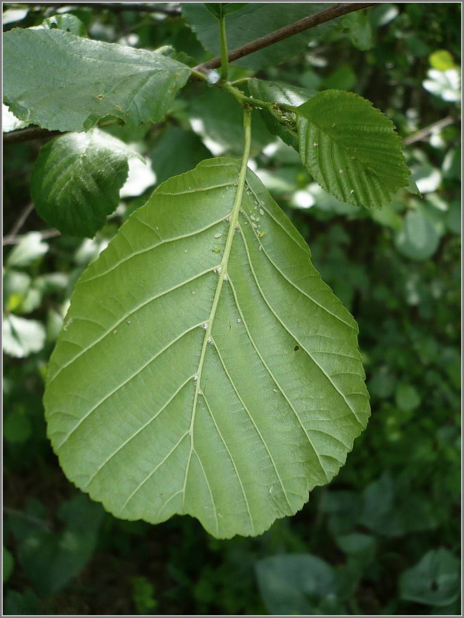 Изображение особи Alnus glutinosa.