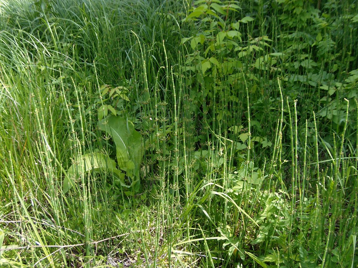 Изображение особи Equisetum fluviatile.