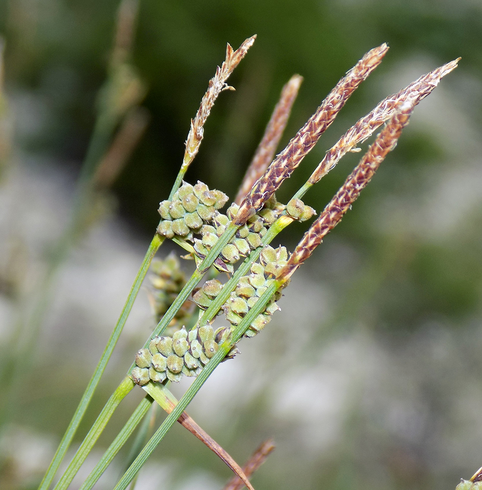 Image of Carex tomentosa specimen.