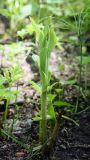 Epipactis helleborine. Молодое вегетирующее растение. Пермский край, г. Пермь, Свердловский р-н, кладбище \"Южное\", обочина асфальтовой дорожки. 19.05.2018.