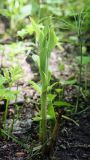 Epipactis helleborine