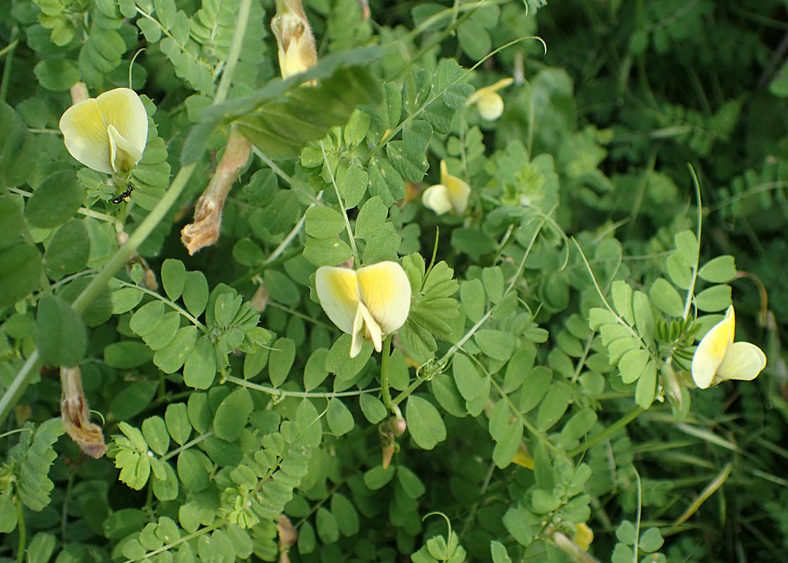 Image of Vicia hybrida specimen.